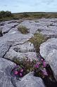 RWT 0323 342-18 Ireland